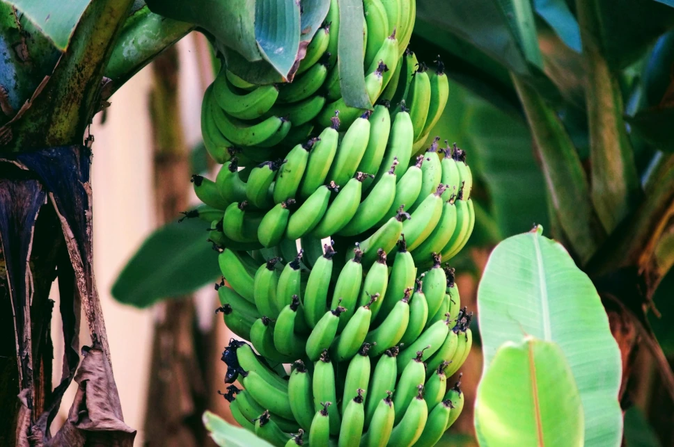 [V04] Green Banana