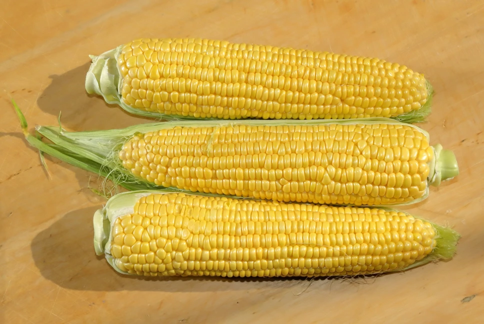 [V06] Sweet Corn